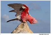 08. Galah